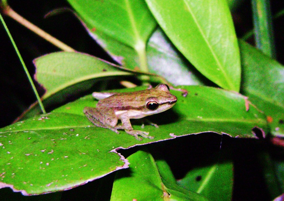 A frog with a big head, green-brown back and pale white belly sits on a big, half-eaten leaf.