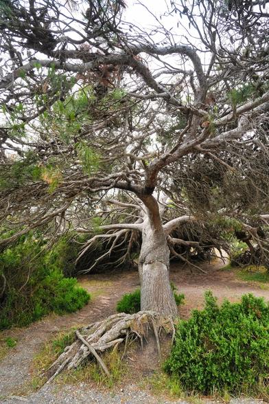 Perched against the rugged beauty of Granite Island in South Australia, a wind-wept tree stands as a striking testament to nature’s resilience. Shaped by years of relentless coastal winds, its gnarled branches twist and lean as though frozen mid-motion, permanently bowed toward the mainland. The tree clings to the granite bedrock, its roots gripping cracks in the stone for survival. Surrounded by sweeping ocean views and the island's iconic granite boulders, it serves not only as a natural sculpture but also a symbol of endurance and adaptation in a harsh, windswept environment. This solitary sentinel echoes the island’s wild spirit and draws photographers, painters, and nature lovers alike.