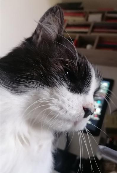 Mia immagine, scattata dalla bipede, mentre le sono seduto in braccio, davanti al monitor del computer.