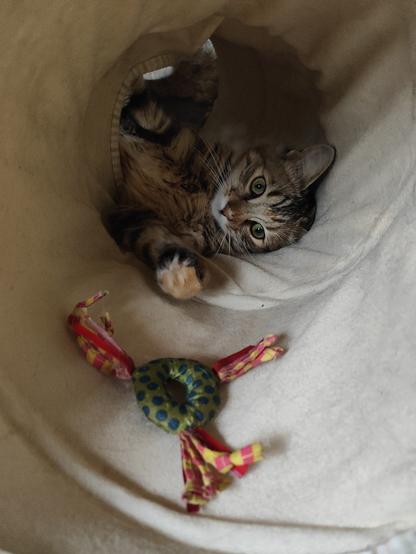La chatonne tigrée qui joue dans un tunnel en tissu. Une patte en avant, le regard vers moi, un jouet coloré devant elle