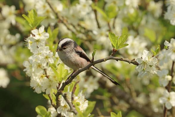 a small bird is perched on a tree branch plucking even smaller insects from the white spring blossom