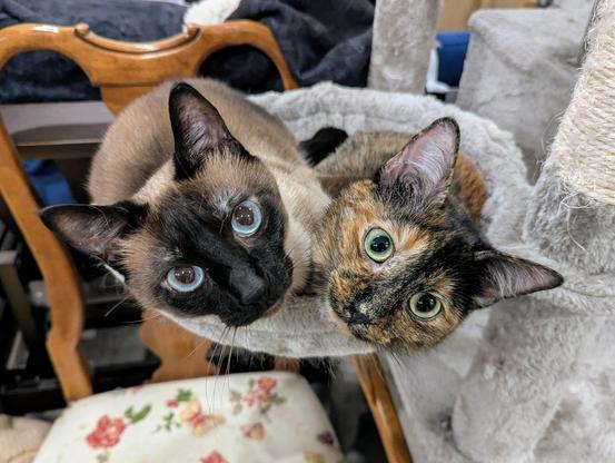 A siamese cat and a tortoiseshell cat, squeezed in together sharing a cat tree basket bed that's just a little too small for the two of them. Pressed together, they have their heads poking over the edge, looking toward the camera. The siamese on the left has a dark face with bright blue eyes and a serious expression, and the tortoiseshell cat on the right has a cute little smile and bright yellow and green eyes.