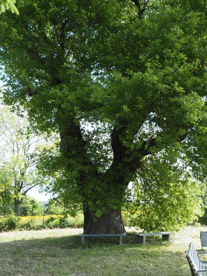 Die alte Eiche ist ein wirklich mächtiger Baum mit einem enorm dicken Stamm