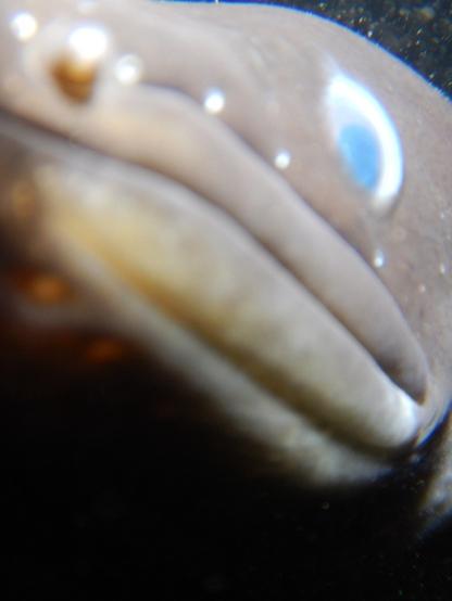 A close photo of an eel underwater coming so close to the camera that it's out of focus.
