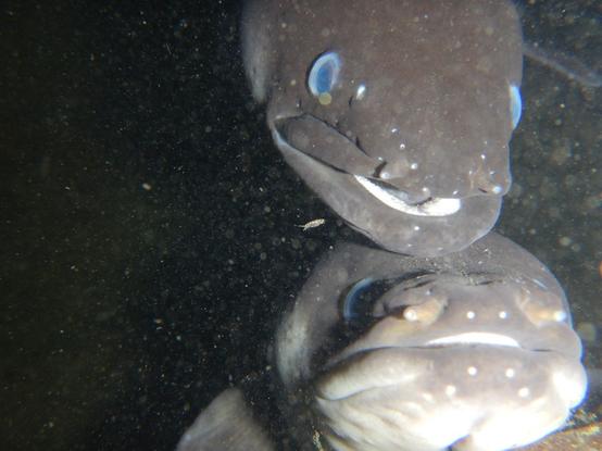 A photo of the heads of two curious eels underwater.