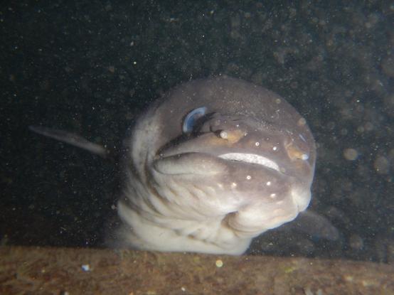 A photo of the head of a curious eel underwater.