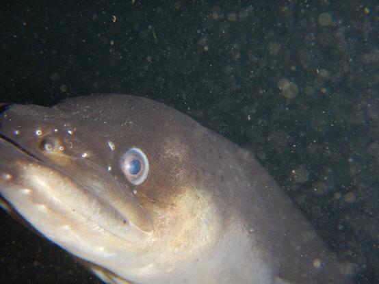 A photo of the head of a curious eel underwater.