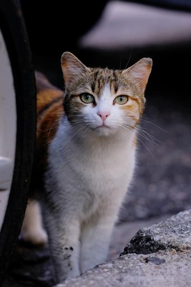 Photo of a tricolour cat looking at the camera with a curious expression.
