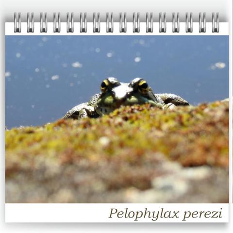 A close-up photo of a green Iberian frog (Pelophylax perezi) peeking over a mossy rock, with only its head and eyes visible. The background is out of focus, showing a blue watery surface with small reflections. Photo was taken at Bubulcus & Bolotas pond.