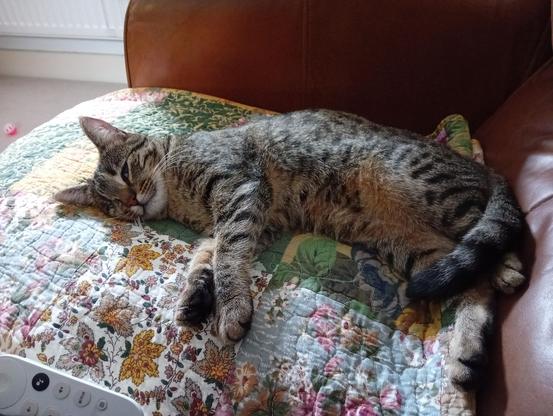 Wren the tabby kitten is flopped beside me on the sofa atop a floral patterned blanket. She is facing me and in spite of her very sleepy position, her sole eye is cracked open to watch me take the photo.