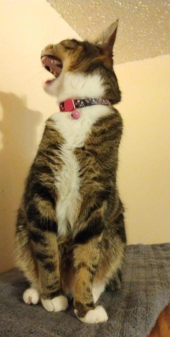 A young tabby cat with white markings, named Pax, is sitting upright on a grey towel on top of a desk cabinet.  Her head is turned towards the left and tilted slightly back.  Her mouth is wide open, giving the appearance that she is screaming about something.  The tip of her tongue is just visible.