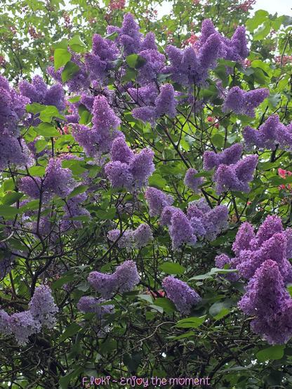 Ein üppiger Fliederbusch breitet sich aus, der in sattem Frühjahrslicht steht. Die vielen Blütenrispen leuchten in kräftigem Violett bis Fliederfarben und bedecken fast die gesamte obere Bildhälfte. Jede Blütenrispe besteht aus unzähligen kleinen, röhrenförmigen Einzelblüten, die eng beieinanderstehen und gemeinsam wie weiche Pinsel oder Wolkenbüschel wirken.


Die Blätter dazwischen sind frischgrün, herzförmig und glatt, mit einer leichten Wölbung. Sie bilden einen sanften Kontrast zu den violetten Blüten und lassen den ganzen Strauch lebendig und gesund wirken. Im Hintergrund sind noch vereinzelte rosa Blüten eines anderen Strauches zu erkennen, was dem Bild zusätzliche Tiefe und Farbe gibt.


Die unteren Äste des Strauches wirken knorrig und verwachsen, wie alte, verschlungene Arme, die das farbenfrohe Blütendach tragen. Unten im Bild steht in rosa Schrift: „Floki – Enjoy the moment“ – eine liebevolle Einladung, den Augenblick mit allen Sinnen zu genießen.