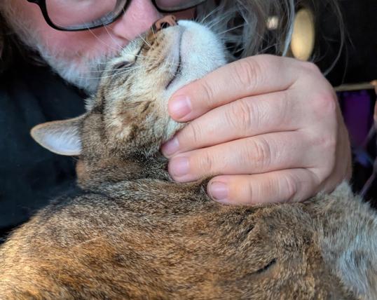 Waffles the three-legged, chonky, tabby cat, getting a kiss on the head.