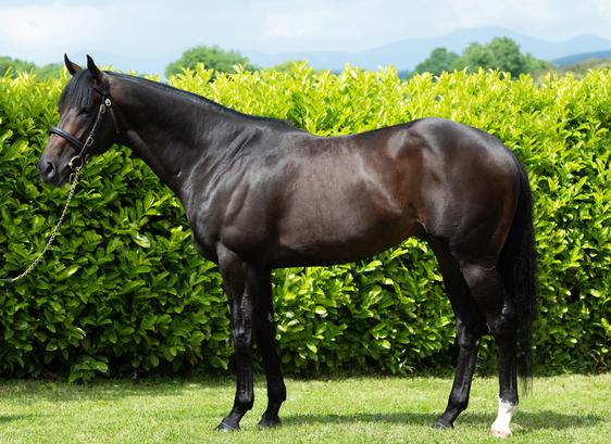 Impressive Debut For Sioux Nation's Tattersalls Ireland Breeze Up Topper City Of Memphis