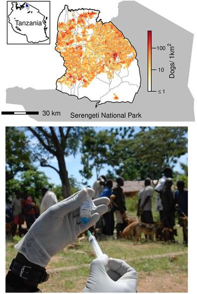 Top: Study area and dog population. Serengeti District bordered by Serengeti National Park (grey shading). Grey lines show village borders within the district. The spatial distribution of the estimated dog population on a 1 km2 grid at the end of 2022 is indicated by the color scale (on a log scale). The inset indicates the location of Serengeti District (blue) and Serengeti National Park (grey) within Tanzania. Bottom: Local people taking their dogs to a rabies vaccination campaign in Tanzania. Image credit: Felix Lankester