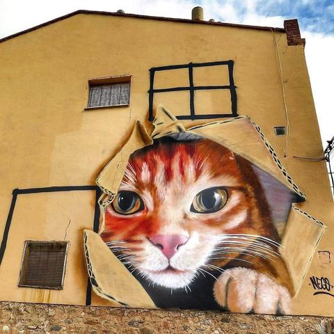 Gatto in scatola