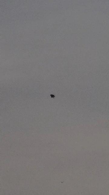Filmed this an hour ago in Dublin. What am I looking at?