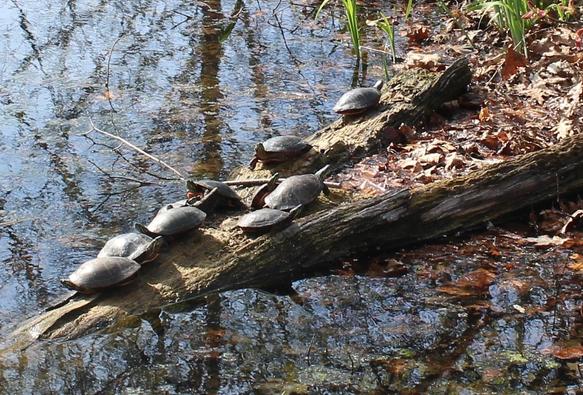 Steely gray turtles sharing space on a partially submerged decaying log at the edge of a pond. The water surface is reflecting a distorted image of a nearby tree and the sky above.