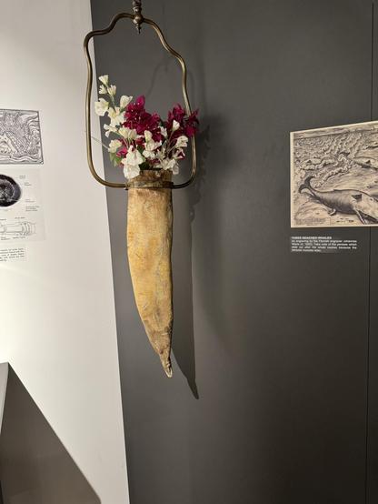 Preserved end (the last 2 to 3 feet) of a whale penis has been converted into a flower pot. It’s filled with flowers, and has an iron hanger.