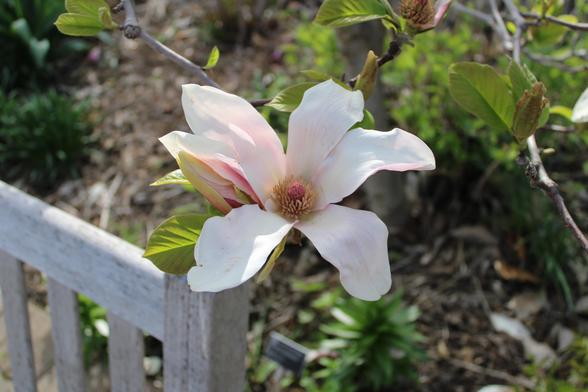 Inner white petals of a pink magnolia with a deep pine cone-shaped center with yellow stamen fully open next to the corner of a rail back weathered wooden bench in sunlight.