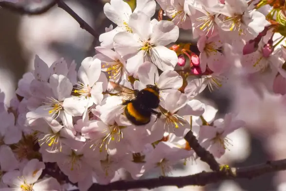 A bumblebee on a cherry blossom, Vuk Valcic