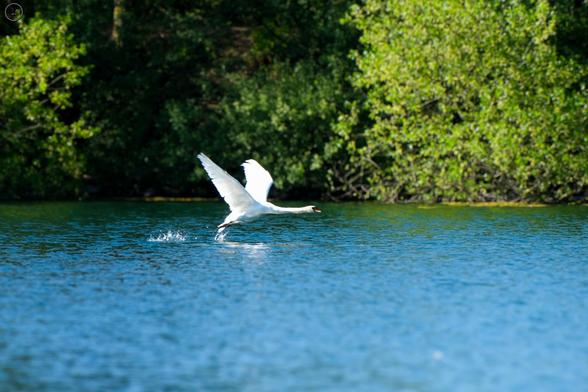 Swan taking off from pond, kicking water with wings outstretched