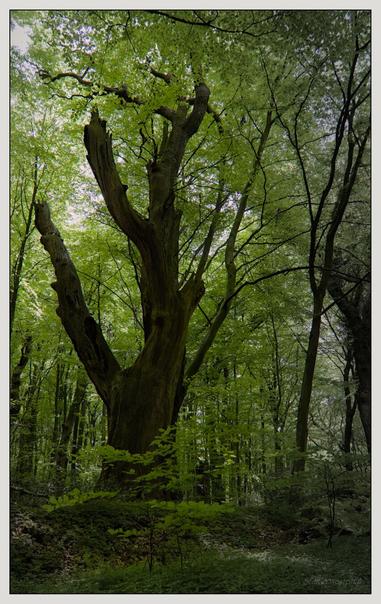 Ein majestätischer, verwitterter Baum steht prominent in einem üppigen, grünen Wald. Der Baum hat verdrehte Äste und einen dicken Stamm, umgeben von üppigem Laub und Unterholz. Durch die Blätter dringt gedämpftes Sonnenlicht, das eine ruhige, natürliche Atmosphäre schafft.

A majestic, weathered tree stands prominently in a lush, green forest. The tree features twisted branches and a thick trunk, surrounded by vibrant foliage and undergrowth. Dappled sunlight filters through the leaves, creating a serene, natural atmosphere.