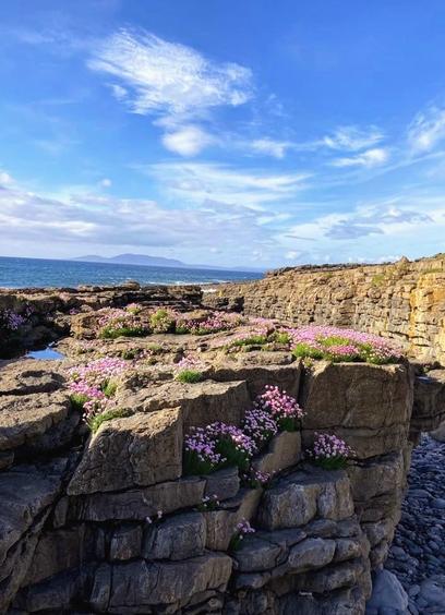 The limestone of the Irish coast can be seen in the foreground. Wall-like, jagged and interspersed with small pools of water and corridors full of pebbles. This picture was taken in spring, so the drier areas are overgrown with pink-coloured low-growing flowers and grass. The blue sea can be seen behind, stretching to the horizon where the high cliffs of Slieve League (Sliabh Liag) in Donegal can be seen in the blue haze. The blue sky with a few white clouds and the bright light of the Irish coast make the stone and flowers glow in the sun.