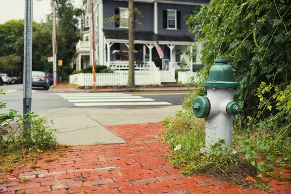 Street with a fire hydrant surrounded by vegetation