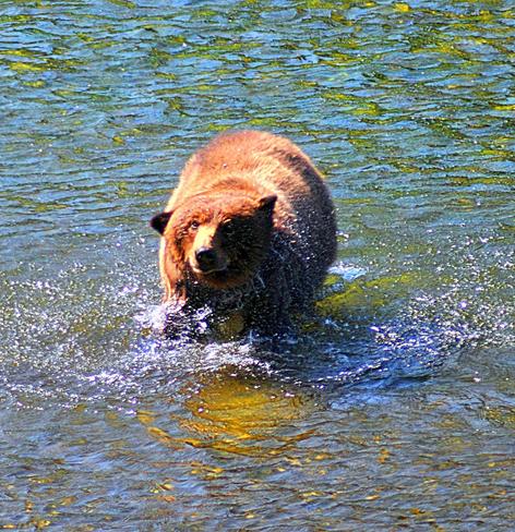 Images from my Photographic Artwork Portfolio can be purchased from my Pixels website at reasonable prices as prints or displayed on various products.

A Brown Bear wading through a river in Alaska.

#Photography  #FineArtPhotography #BuyIntoArt  #AYearForArt #print #photography #mastodon 

https://john-hughes-photographic.pixels.com/featured/brown-bear-john-hughes.html