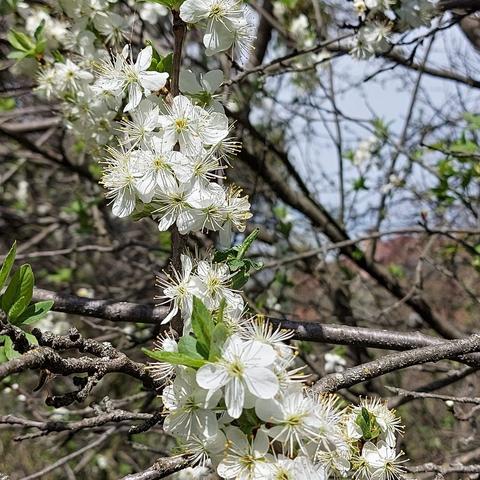 Blossom