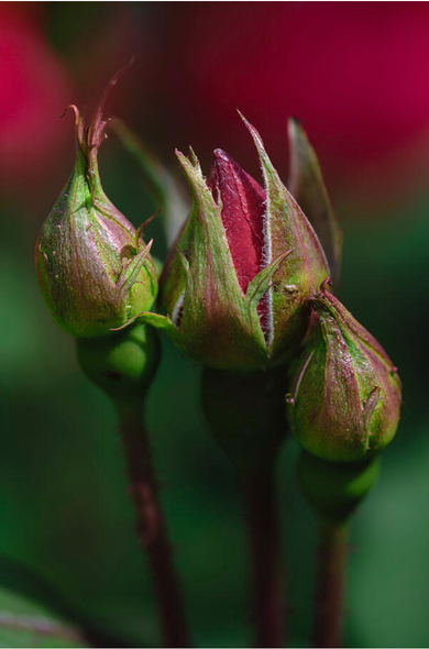 Three rosebuds are shown with tightly closed petals, displaying a rich green and reddish hue. The background is blurred, highlighting the intricate details and vibrant colors of the buds. Photography by Debra Martz
