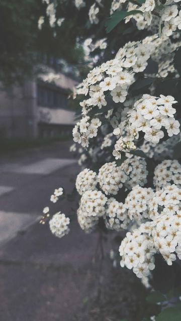 City mornings. A concrete building and a pathway in the back, a bush bearing clear white blossoms with yellow hearts in front.