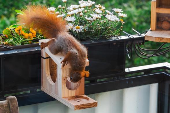 Ein Eichhörnchen hängt kopfüber an einem kleinen, hölzernen Futterhaus, neugierig in die Öffnung blickend. Im Hintergrund blühen weiße Margeriten, die dem Bild eine frische, lebendige Atmosphäre verleihen. Die Szene spielt sich auf einem Balkon ab, der von grünem Laub umgeben ist. Das flauschige, rotbraune Fell des Eichhörnchens kontrastiert sanft mit dem hellen Holz und den zarten Blüten.
