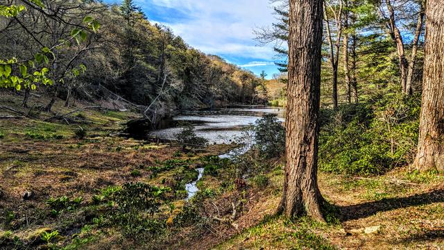 A deep blue sky with wispy hazy clouds. Following a path through a forest of hardwoods sprinkled with pines and hemlocks. Most of the hardwoods are sporting bright yellow buds, some are sprouting tiny green leaves. Down below, a few shrubs are sporting full coats of emerald green spring leaves. New grass and tiny leafy sprouts in similar shades are emerging from the forest floor. A few feet downhill from the footpath to our left, a brown and dormant marsh begins to fill with bright greens: water grasses and skunk cabbage. A very small stream meanders through this marsh and empties into a small pond ahead of us.