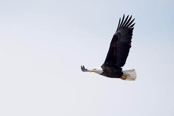 The head og the Eagle is just below and right of the middle of the photo.
It is flying in the sky with the wings up.