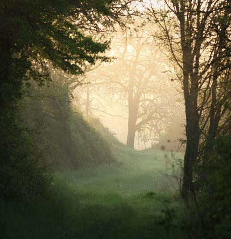 Blick auf einen Waldweg, mit morgendlichem leichtem Nebel. Der Vordergrund ist von Bäumen und Ästen eingerahmt und bewirkt einen Tunnel-ähnlichen Eindruck. Vom Ende her scheint die Sonne in die Szene und bringt den Nebel in einem gelblichen Ton zum leuchten.