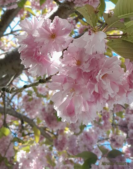 Part of a tree full of pink blossom