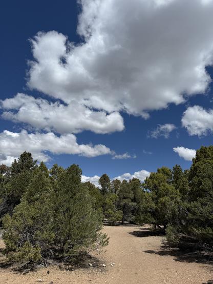 A dry, dusty, narrow trail that weaves through mesquites and pines. Very blue sky and the white puffy clouds, and the contrast is amazingly sharp.