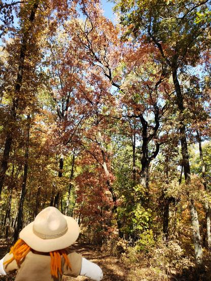 Ranger Sarah takes in the fall colors as she nears the trailhead for Devil's Eyebrow Natural Area.
— at Devil's Eyebrow Natural Area, Arkansas