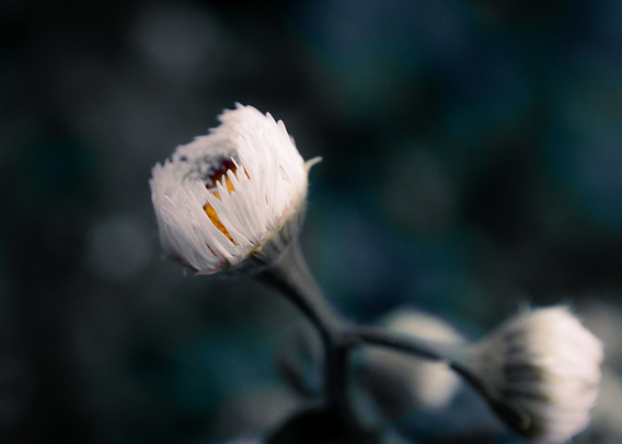 a white, partially bloomed flower with a yellow center. the photo is taken from the side, the background is mottled green from leaves and grass. there are two other flower buds out of focus towards the bottom of the photo