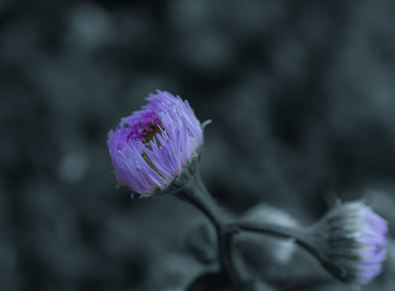a purple, partially bloomed flower with a yellow center. the photo is taken from the side, the background is mottled green from leaves and grass. there are two other flower buds out of focus towards the bottom of the photo