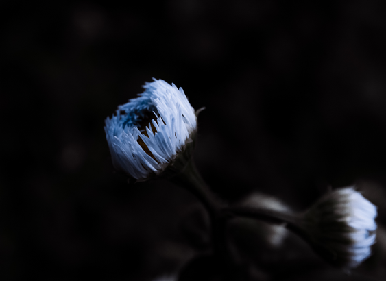 a dramatically edited white, partially bloomed flower with a yellow center. the photo is taken from the side, the background is mottled green from leaves and grass. the photo is dark overall, emphasizing the white of the petals against the darker exposure and nearly black background. there are two other flower buds out of focus towards the bottom of the photo