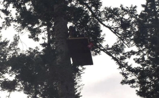 Forest defender on a platform in a tree