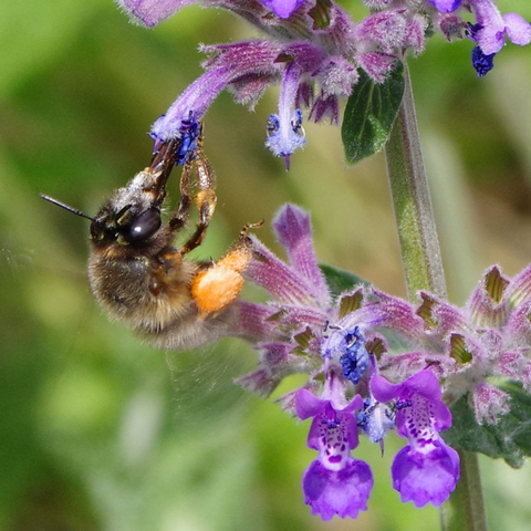 Zweig mit lila Blüten, im linken Teil des Fotos hängt eine pelzige Biene an einer Blüte.