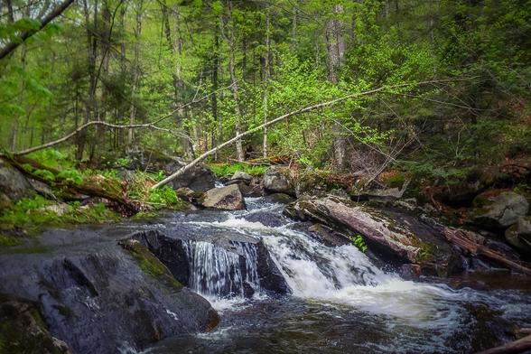 a brook in a vermont forest in spring