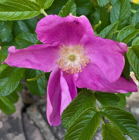 A big, blousy pink rose, its petals spread wide against the vibrant green leaves in the background.