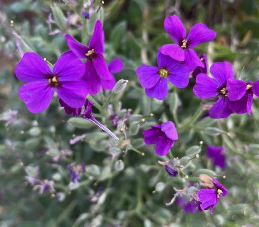 Vivid purple rock cress flowers, standing out even more against the very pale green of their stems and leaves.