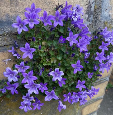 A patch of lovely purple bellflowers blossoms unexpectedly in the center of a stone wall.