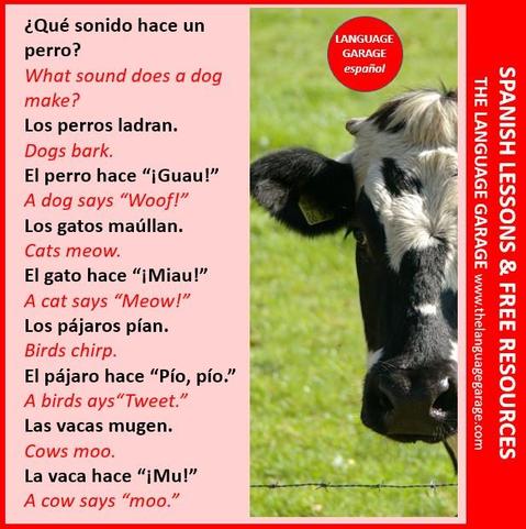 Spanish vocabulary related to animals and the sounds they make, image of a cow